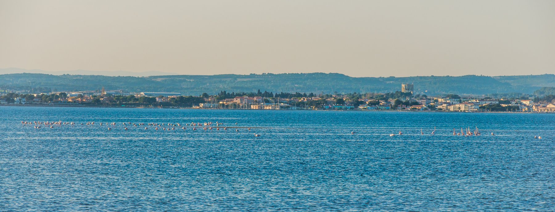 Greater flamingos on the Étang de Thau lagoon